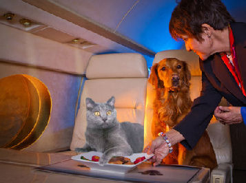 cat and dog in first class seats