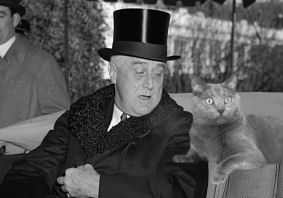 cat with FDR