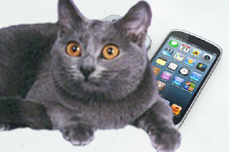 cat with iPhone