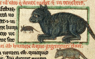 cat illustration in manuscript