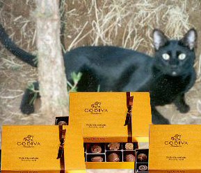 cat by tree with Godiva chocolate