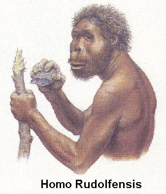 Homo rudolfensis. Австралопитек рудольфский,. Хомо хабилис.