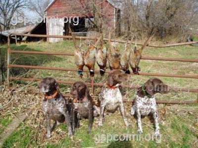 The German Shorthaired Pointer Club Of Michigan