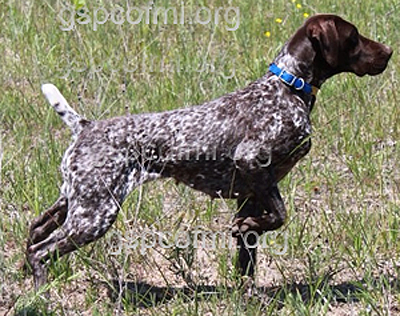 Breed standard hot sale german shorthaired pointer