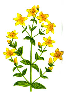 St John's Wort