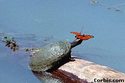 Turtle and Butterflies