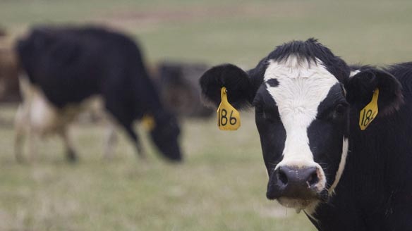 The National Farmers Union is calling for an inquiry into beef prices.