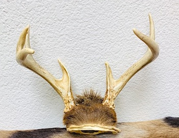 Small Genuine 6pt Deer Antler