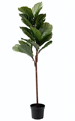 Artificial Ficus Plant