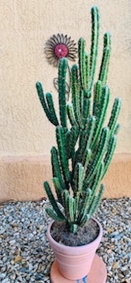 Faux Full Finger Cactus