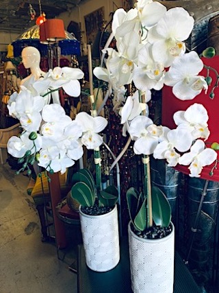 White Orchids