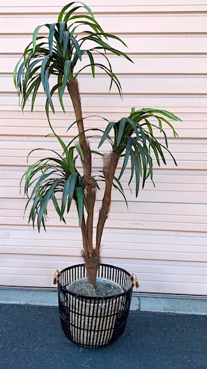 Artificial Dracaena Plant