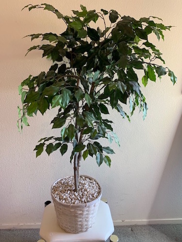 Faux Ficus Plant