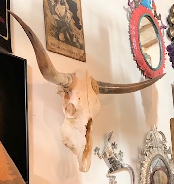 Genuine Longhorn Texas Longhorn Skull