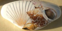 Drawer Pull Sea Shell available at mariansceramics.com