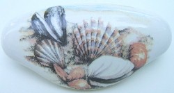 Drawer Pull seashell sea shell available at mariansceramics.com