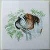 English Bulldog Ceramic Tile