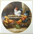 Ceramic Tile Freerange chickens