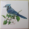 Ceramic Tile domestic bird Blue Jay