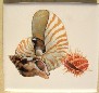 Ceramic Tile Pretty Sea Shells