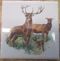 Ceramic Tile Buck  White tail Deer