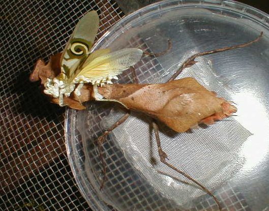 Deroplatys desiccata and Pseudocreobotra ocellata size comparison