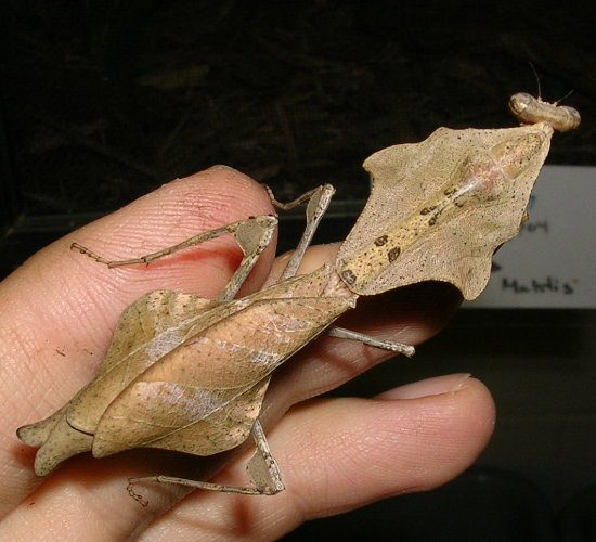 Deroplatys horrificata (female)