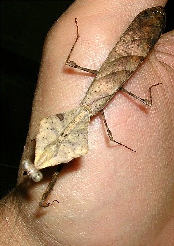 Deroplatys horrificata (male)