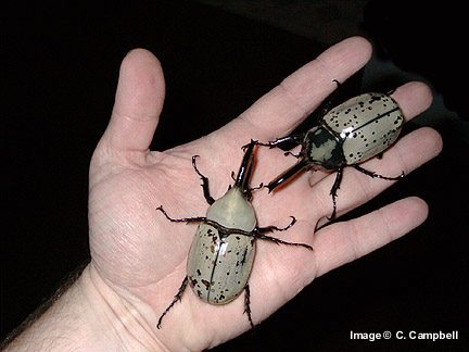 Dynastes granti - Image  C. Campbell