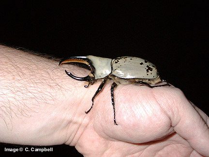 Dynastes granti - Image  C. Campbell