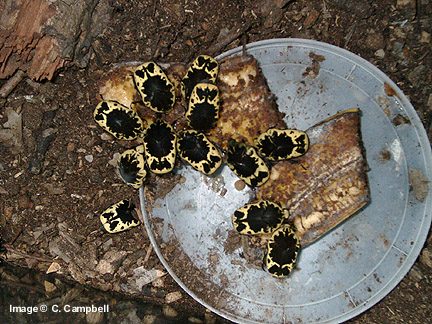 Gymnetis flavomarginata - Image  C. Campbell