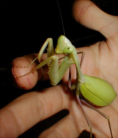 Hierodula membranacea