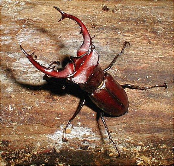 Lucanus elephus