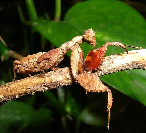 Otomantis sp.