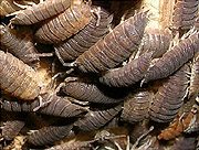 go to: Porcellio sp. (grey form)