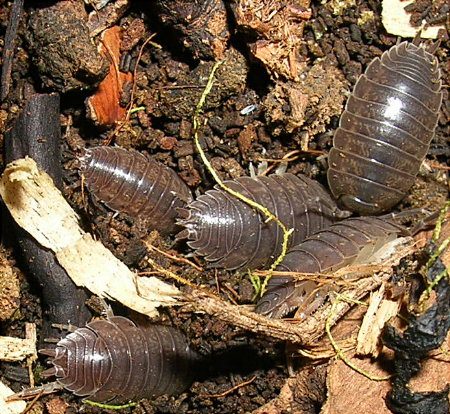 Desert isopods