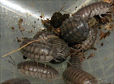 Pill isopods