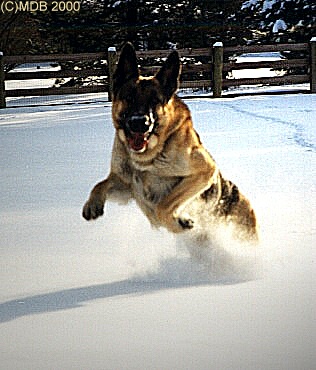 Devon at 3 years old, Jan 2000