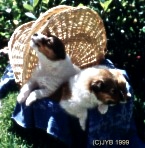 Pups in a Basket