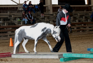 Gray and white pinto horse