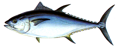 Giant Bluefin Tuna - Click here for more pics and info.