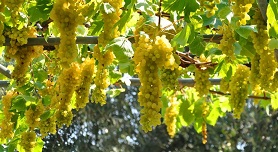 Loutra Agias Paraskevi, Kassandra, Halkidiki