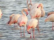 Flamingos on Lesbos