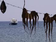 Lesbos, drying octopus in Skale Eressos