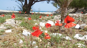 Naxos