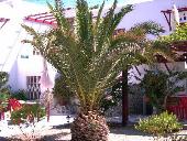A palmtree in the garden of Anna's Rooms
