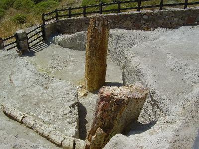 petrified forest Lesbos