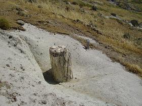 petrified forest Lesbos