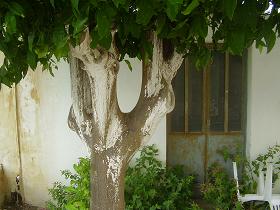 Kalamitsi, Apokoronas, Kreta, Crete