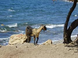 Nopigia, Crete.